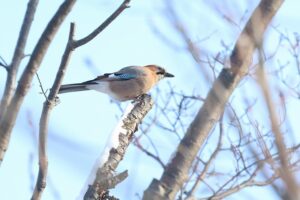 カケス2026年1月27日ミヤマカケス