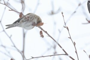 ベニヒワ雌2026年1月27日シラカンバの種子を食べる