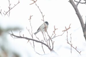 ハシブトガラ2026年1月20日