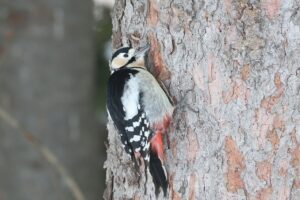 アカゲラ雌2026年1月27日