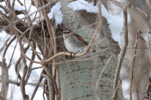 ツグミ2026年1月6日