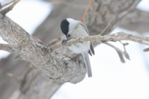 ハシブトガラ2026年1月13日