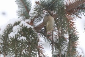 キクイタダキ2026年1月13日ミュンヘンの森