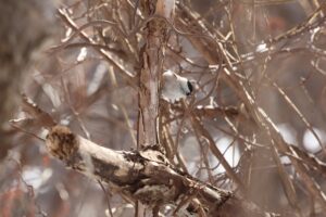 ハシブトガラ2026年1月6日