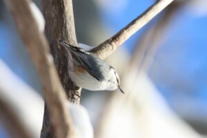 ゴジュウカラ2026年1月27日