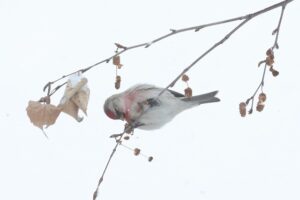 ベニヒワ雄2026年1月27日シラカンバの種子を食べる