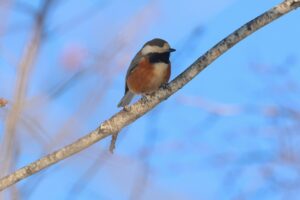 ヤマガラ2026年1月13日