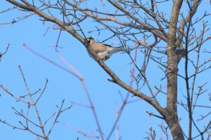 シメ2026年1月27日