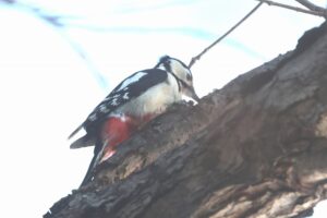 アカゲラ2026年1月13日