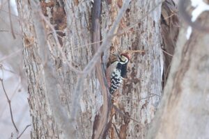 オオアカゲラ雄2026年1月6日