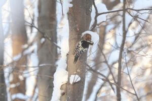 オオアカゲラ雄2026年1月13日