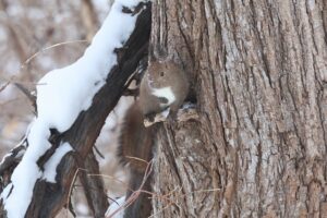 エゾリス2026年1月20日
