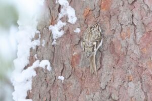 キバシリ2026年1月27日