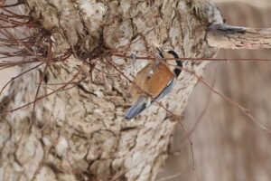 ヤマガラ2026年1月6日