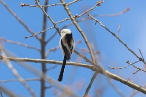 シマエナガ2026年1月13日2