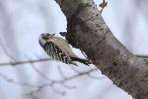 コゲラ2026年1月13日