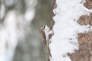 キバシリ2026年1月20日ミュンヘンの森