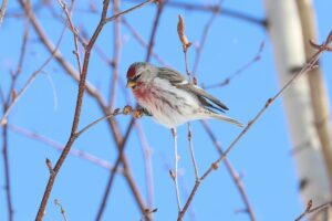 ベニヒワ雄2026年2月26日