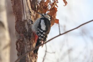 アカゲラ雌2026年2月23日