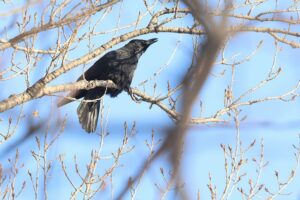 ハシボソガラス2026年2月10日