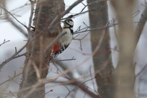 アカゲラ雄2026年2月3日