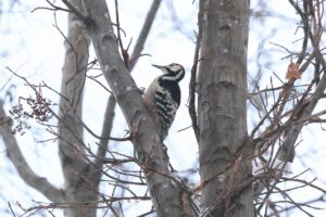 オオアカゲラ雄2026年2月3日