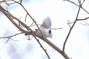 シマエナガ2026年2月23日2