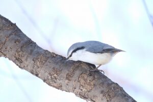 ゴジュウカラ2026年2月17日