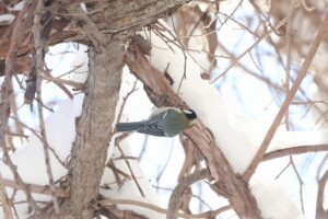 シジュウカラ2026年2月23日