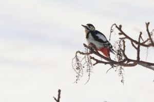 アカゲラ雌2026年2月10日ヌルデの果実を食べる
