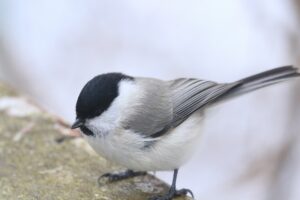 ハシブトガラ2026年2月17日