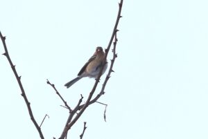 ベニマシコ雌2026年2月3日