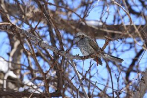 ヒヨドリ2026年2月17日