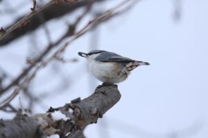 ゴジュウカラ2026年2月23日