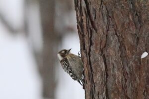 コゲラ2026年2月17日