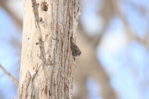 エゾリス2026年2月23日アカゲラ古巣に入っているねぐらか