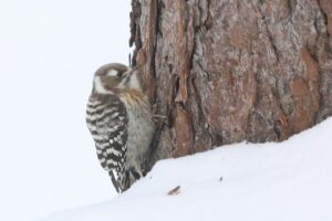 コゲラ2026年2月3日