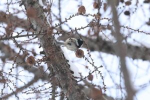 ヒガラ2026年2月3日