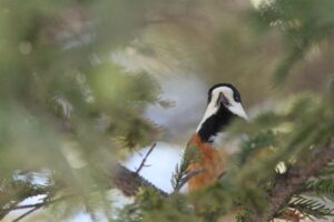 ヤマガラ2026年2月17日