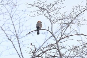 カケス2026年2月10日亜種ミヤマカケス