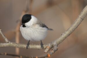 ハシブトガラ2026年2月23日