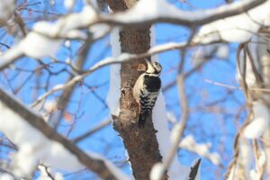 オオアカゲラ雄2026年2月17日