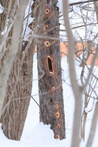 クマゲラ食痕2026年2月3日