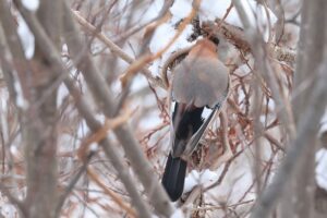 カケス2026年2月3日亜種ミヤマカケス