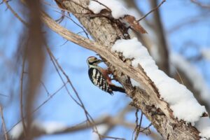 オオアカゲラ雄2026年2月23日