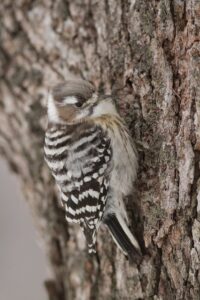 コゲラ2026年2月23日