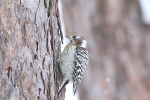 コゲラ2026年2月10日