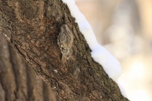 キバシリ2026年2月17日