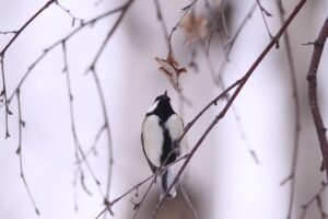 シジュウカラ雄2026年2月10日