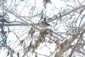 シメ2026年2月10日